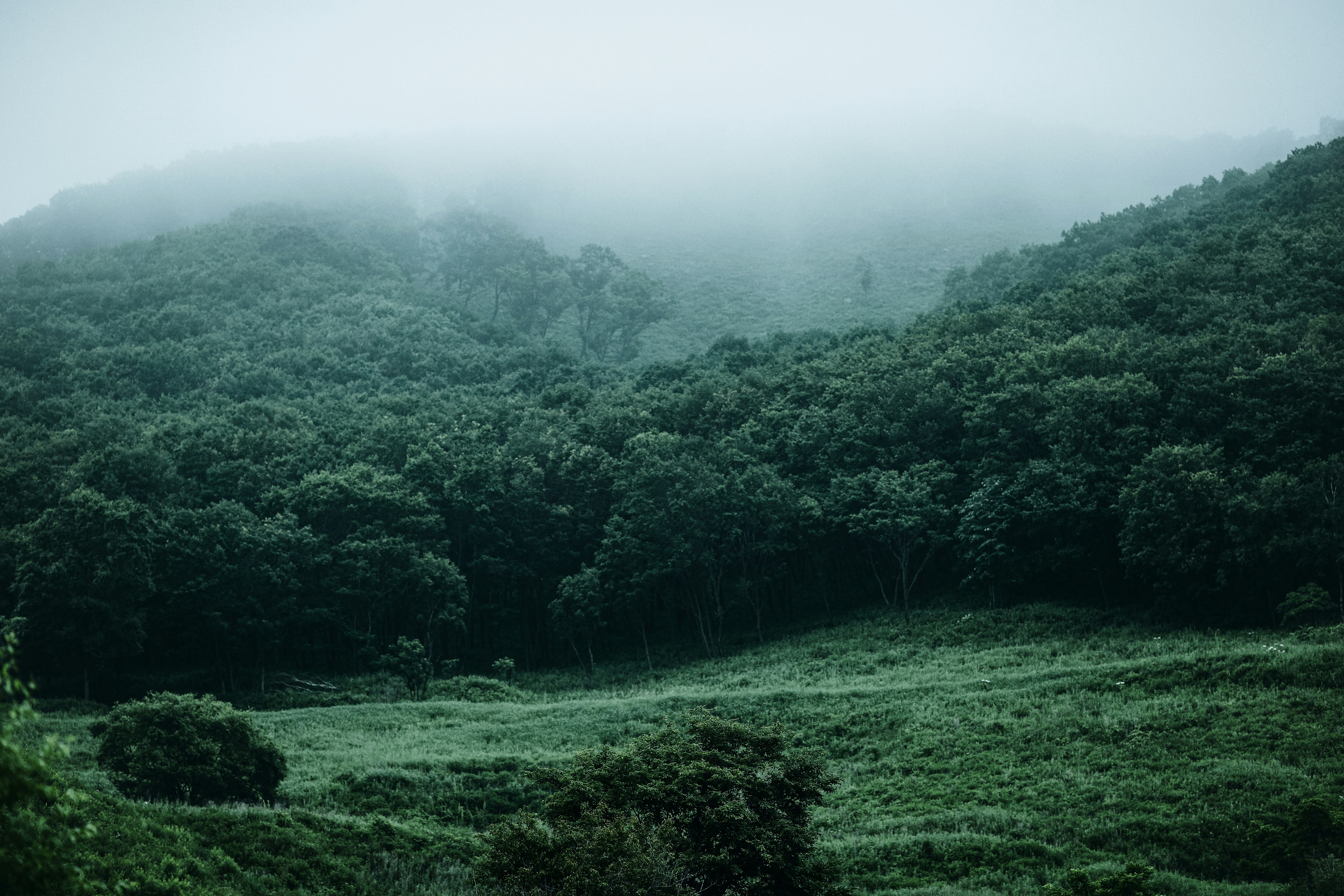 green grass field and trees covered with fog